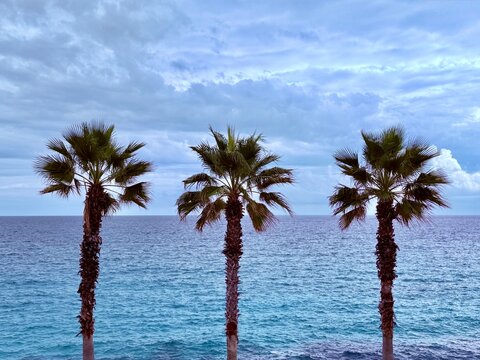 Row of three palm trees along the seafront, Castro, Puglia, Italy