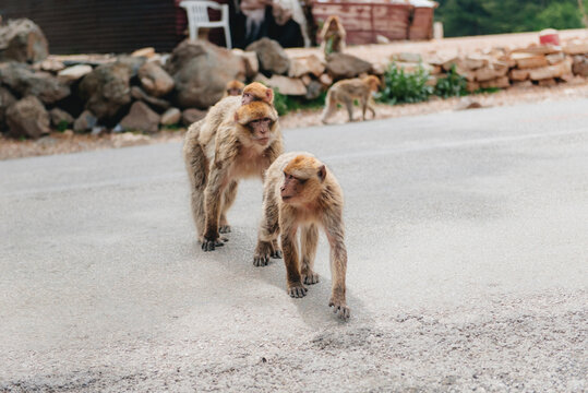 Family of Barbary macaque (Macaca sylvanus) monkeys crossing a road, Morocco