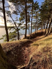 path to the sea in the woods
