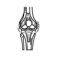 Human knee joint anatomy illustration