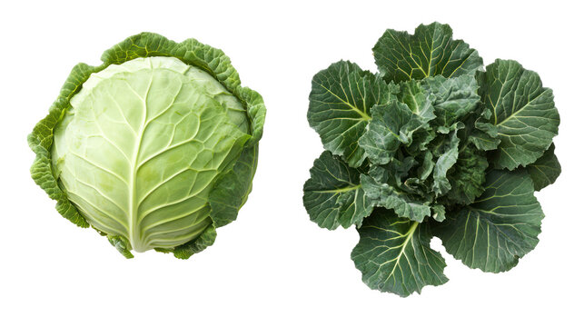 Two types of cabbage fresh green vegetables isolated on transparent background
