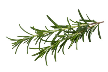 Fototapeta premium Fresh rosemary sprig on display, ready for culinary use . Isolated on transparent background, png