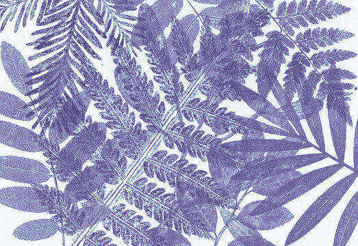 Close up view of purple fern leaves silhouetted against a pale background, creating a rich botanical texture with organic patterns ideal for nature themed design, backgrounds