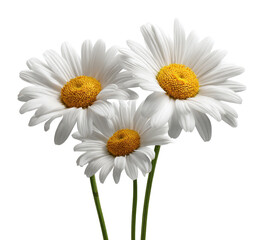 Naklejka premium Three white daisies with yellow centers, close-up against a black background. Each daisy has many overlapping, delicate white petals, forming a full bloom, and a bright yellow disk in the center. 