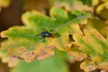 fly close up on a yellowing oak leaf in autumn