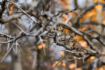 Sharp thorns on barren branches in autumn landscape