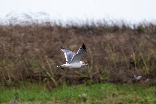 seagull in flight