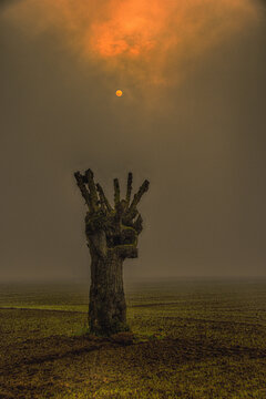 Silhouette of a pruned mulberry tree in the Po Valley on a foggy winter day, Alessandria, Piedmont, Italy