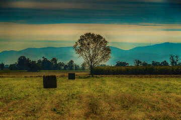 Hay Bales in a field with a mountain backdrop, Po Valley, Alessandria, Piedmont, Italy