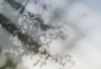 Obraz premium Soft focus nature background with blurred tree branches and leaves against a bright sky, creating an ethereal ambiance for nature scenes, wellness visuals, and design projects