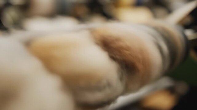 Blurred Cat Paw Close-Up Soft Fur, Pet, Abstract, Background