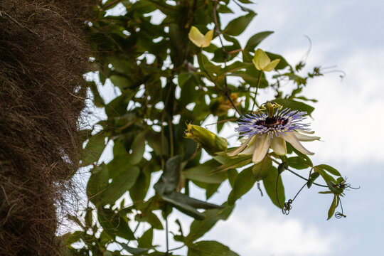 Perennial climbing plant with alternate, three-lobed leaves with tendrils that curl in a corkscrew shape. The large solitary flowers, with long peduncle, purplish-white are very showy, with white coro