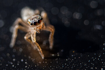 Salticids are a family of small araneomorph aranids commonly known as jumping spiders. They have...