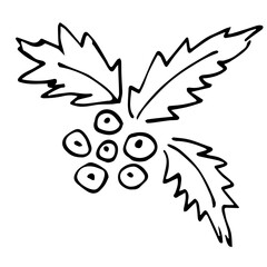 Simple vector drawing with black outline. Holly berry, leaves and berries, winter plants. Christmas, New Year decor. Ink sketch.