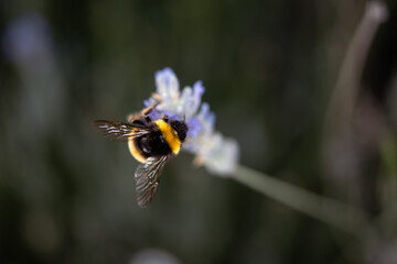 a bee collects pollen from a flower