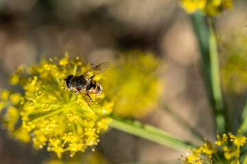 a closeup shot of a bee on a yellow flower.