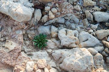 A green plant grows on a rocky ground near the beach