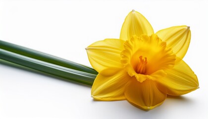 yellow daffodil flower on white background