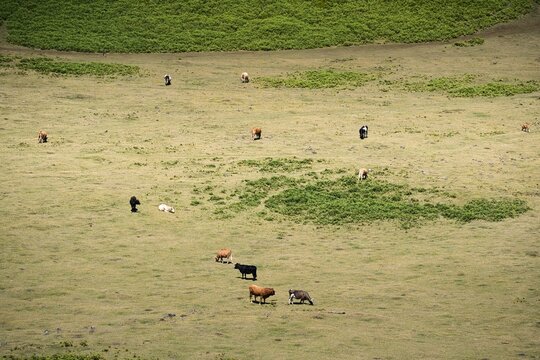 A herd of cows are grazing in a field