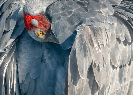 Full frame close-up of a  wild brolga (Grus rubicunda) preening its feathers, Australia