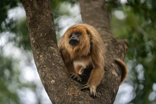 Female howler monkey resting on a tree branch in South America