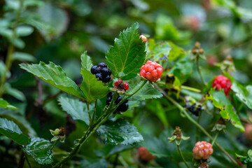 A long lived member of the Rosaceae family, the wild sweet blackberry
