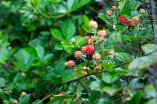 As a member of the Rosaceae family, the wild blackberry fruits