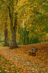 Fiery autumn leaves on a path near a wooden bench in The Valley Gardens, Harrogate, Yorkshire, UK.