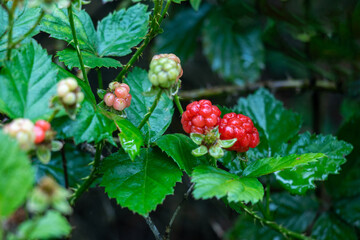 The wild sweet blackberry its longevity and Its berries, black fruits