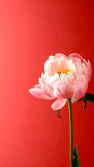 Elegant Pink Peony Blossom Against a Vibrant Red Backdrop.