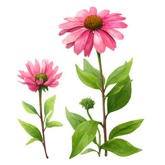 An EPS format illustration, vector, simple flat 2D icon, minimalist design, icon set, A Simple 2D Vibrant vibrant echinacea flower and leaves Collection illustration isolated on a white background