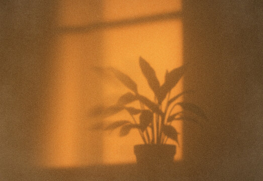 Warm interior scene featuring a potted plant casting a soft shadow on a textured wall, creating a cozy minimalist mood suitable for home decor, wellness, interior design concepts