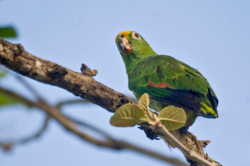 Yellow-crowned Parrot, Amazona ochrocephala, perched