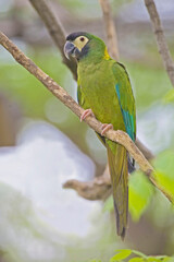 View of Golden-collared Macaw, Primolius auricollis, perched
