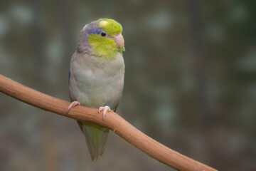 Pacific Parrotlet, Forpus coelestis, perched