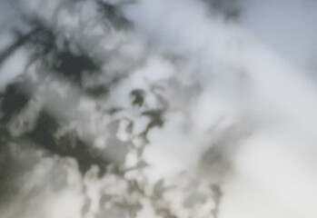 Soft, dreamy abstract close up of leafy silhouettes against a sunlit sky with gentle bokeh and misty tones, creating a serene atmospheric natural scene for creative visuals