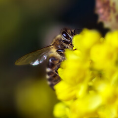 Bee on Yellow Flowers