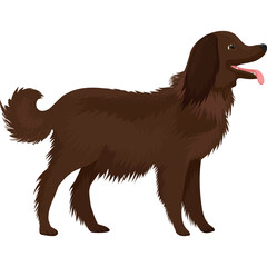 Chocolate Brown Long Haired Dog Standing in Profile View with Tongue Out and Tail Curled Against a Transparent Background
