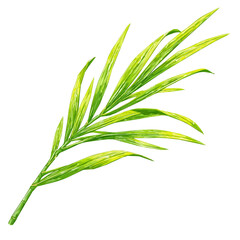 A simple EPS format illustration, vector, simple flat 2D icon, minimalist design, icon set, A Simple 2D vibrant lemongrass stalk illustration isolated on a white background, simple design set