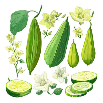 Very Simple flat 2D illustration of Vibrant Luffa Gourd Collection isolated on a white background, vector icon set, simple design in a flat design, simple 2D illustration