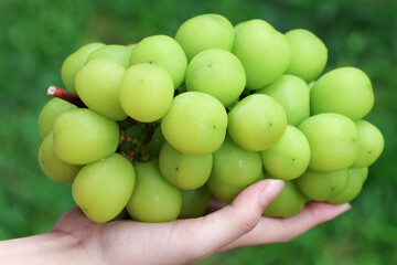 Closed up hand holding Shine Muscat grapes fruit fresh from farm