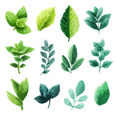 Very Simple flat 2D illustration of Vibrant Mint Collection isolated on a white background, vector icon set, simple design in a flat design, simple 2D illustration