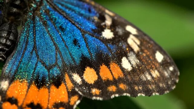 Vibrant butterfly wings showcase dazzling patterns and shimmering textures in macro detail