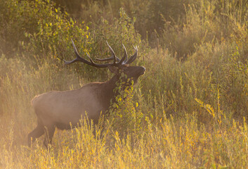 Bull Elk During the Rut in Autumn in Grand Teton National Park Wyoming