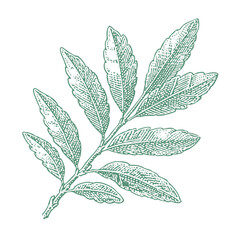Botanical curry leaf. Vintage woodcut linocut engraving style vector illustration.