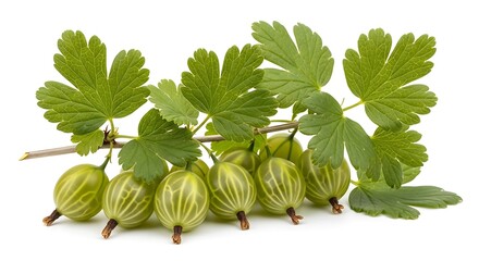 Freshly harvested green gooseberries growing on a branch with vibrant leaves