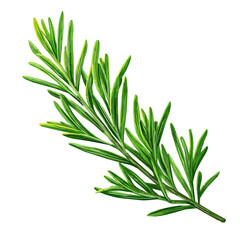 A hand drawn flat 2D illustration of Vibrant rosemary herb isolated on a white background, vector icon set, simple design in a flat design, simple 2D illustration, EPS format