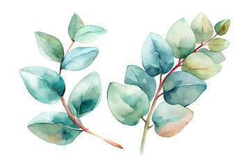 Watercolor Eucalyptus leaves vector illustration isolated on white background