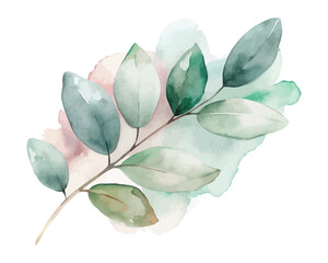 Watercolor Eucalyptus leaves vector illustration isolated on white background