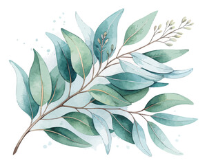 Watercolor Eucalyptus leaves  isolated on white background